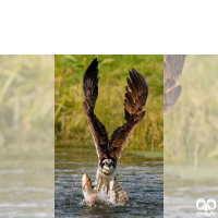 گونه عقاب ماهیگیر Osprey